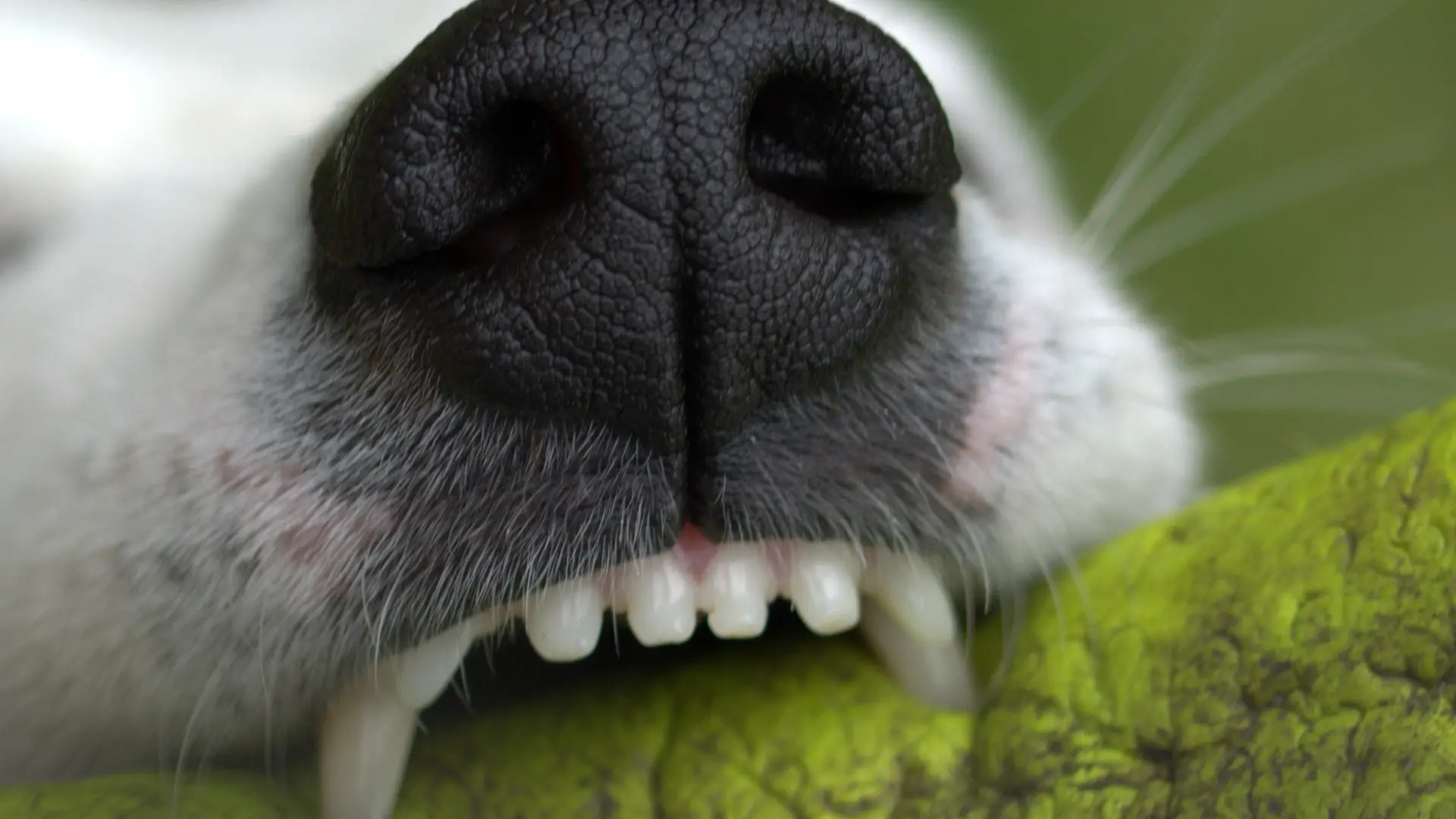 Close-up of a dog’s nose and teeth holding a toy.