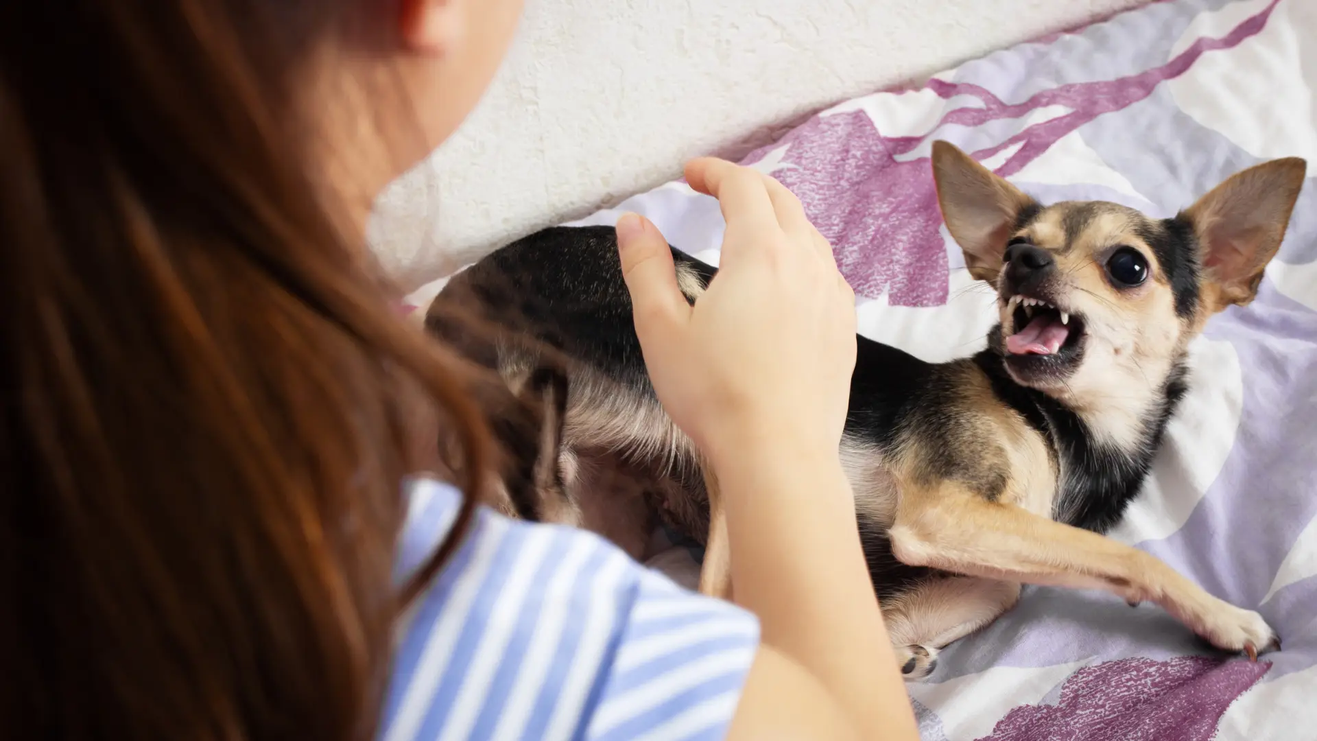 Person petting a small dog lying on a bed