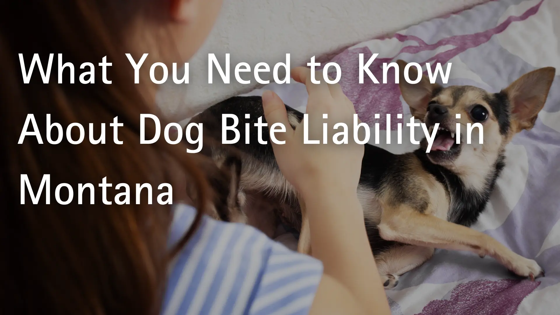 What You Need to Know About Dog Bite Liability in Montana Image